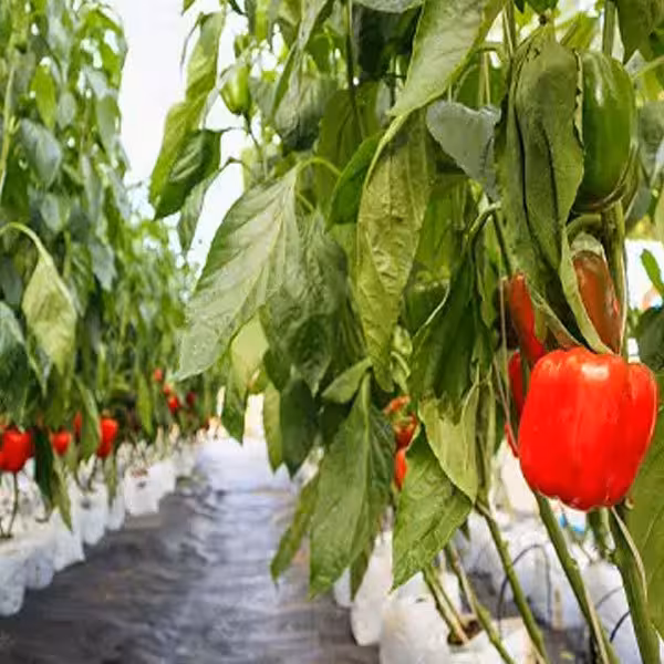 آموزش کشت خاکی و هیدروپونیک گلخانه ای فلفل دلمه ای و گوجه فرنگی