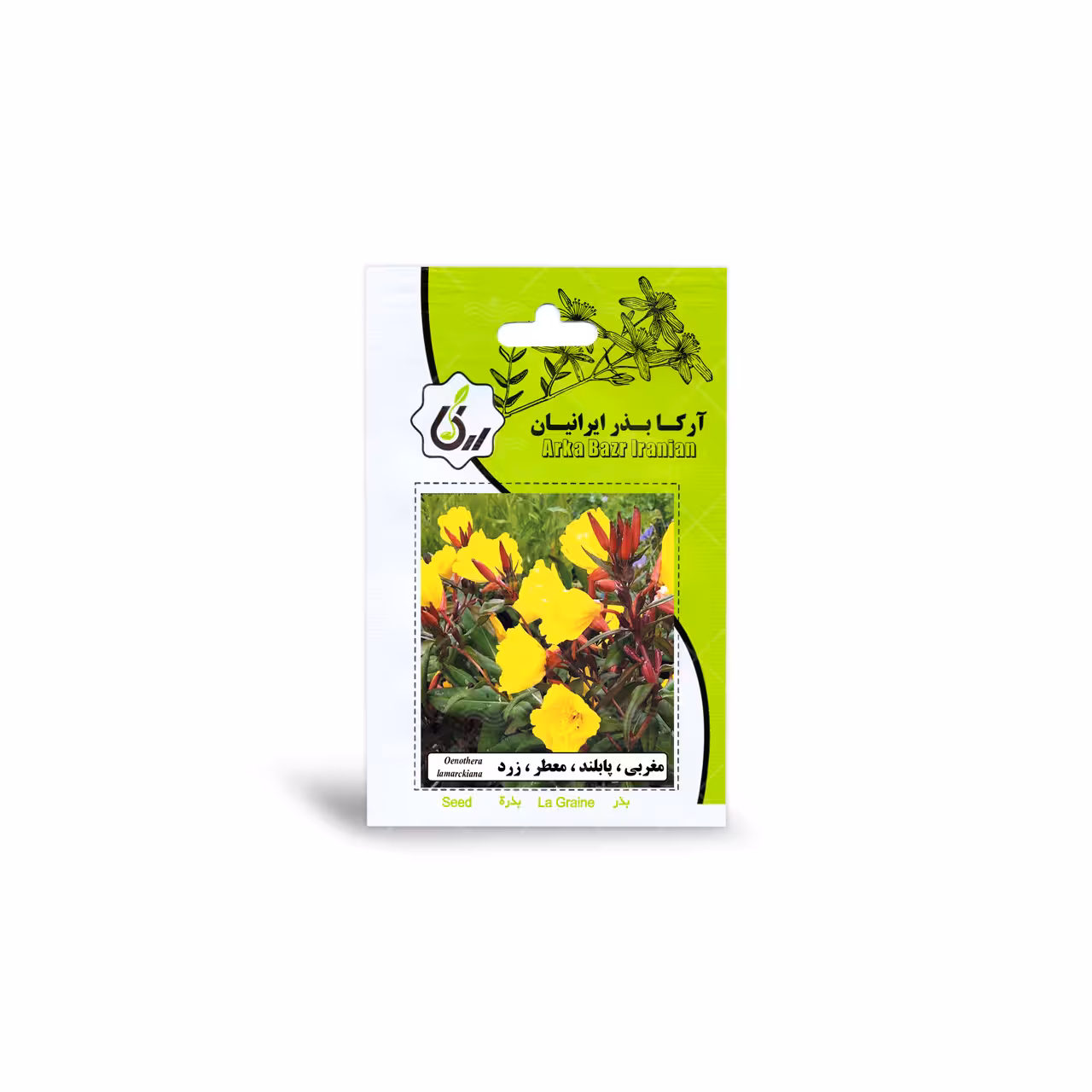 بذر مغربی پابلند معطر زرد آرکا بذر ایرانیان