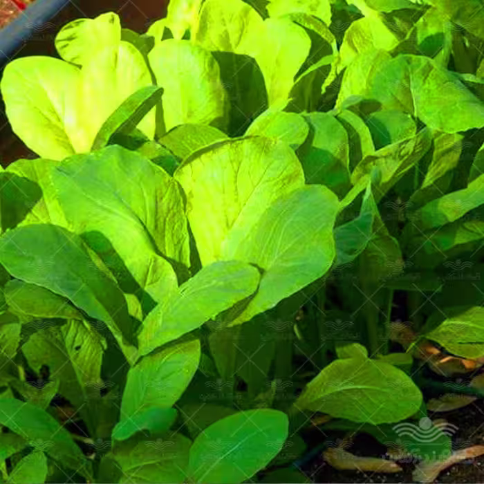 بذر سبزی شاهی