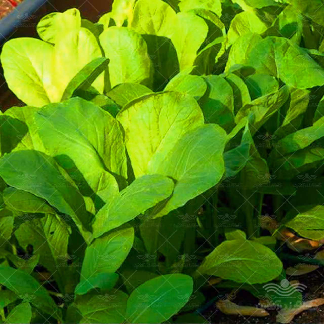 بذر سبزی شاهی