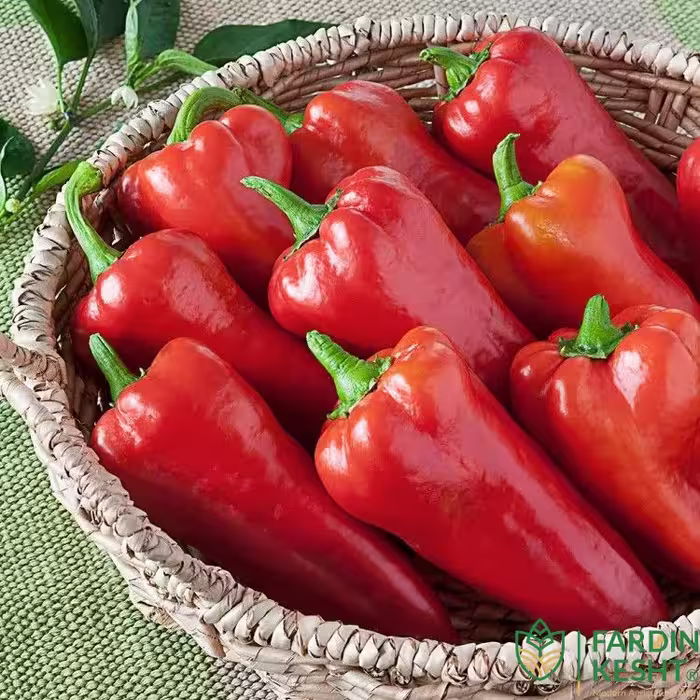 بذر فلفل گوشتی چیلی تند بسته 20 عددی