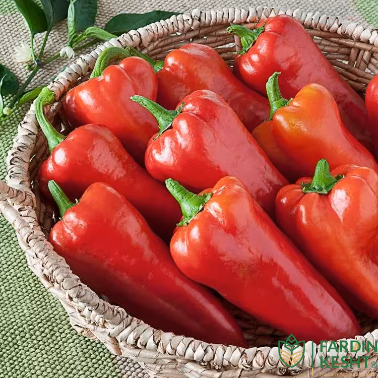 بذر فلفل گوشتی چیلی تند بسته 20 عددی