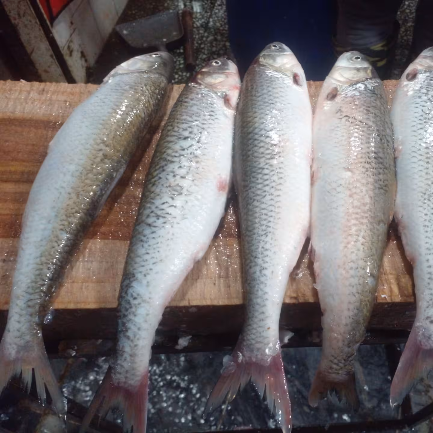 2عدد ماهی سفید تازه دریایی ساحل لنگرود که به مراتب سالم تر از ماهی اسکله و بنادر هست و این محصول پس از سفارش تهیه میشه