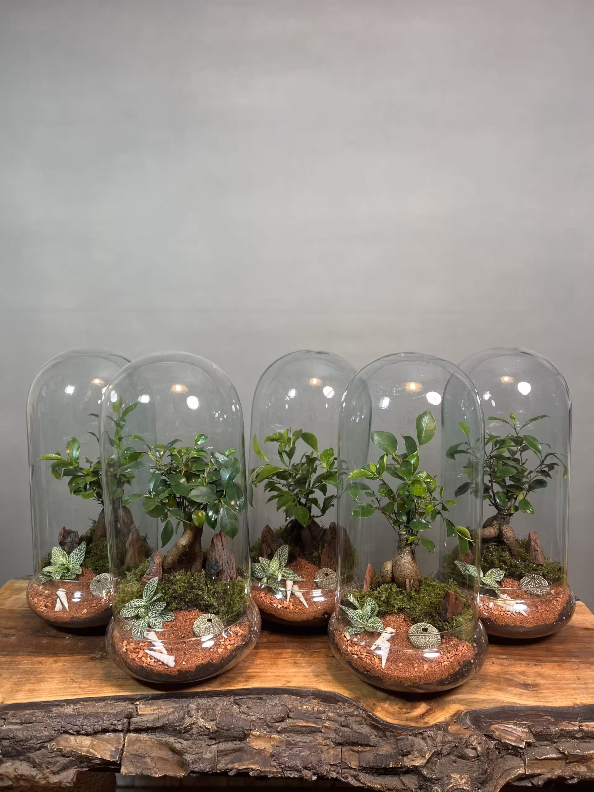 خرید گیفت شرکتی 5 عدد تراریوم بنسای فیکوس رتوزا ارسال فوری به تهران و سراسر ایران