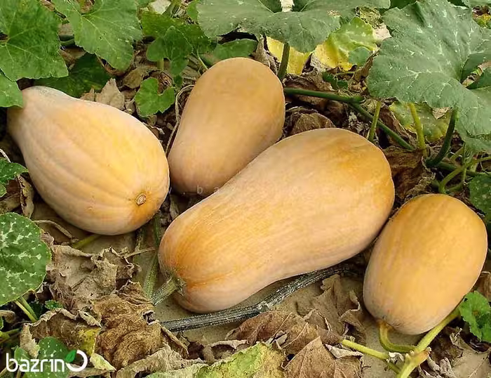 بذر کدو حلوایی محلی