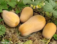 بذر کدو حلوایی محلی