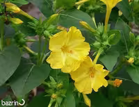 بذر گل لاله عباسی زرد