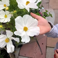 بذرگل ستاره ای سفید