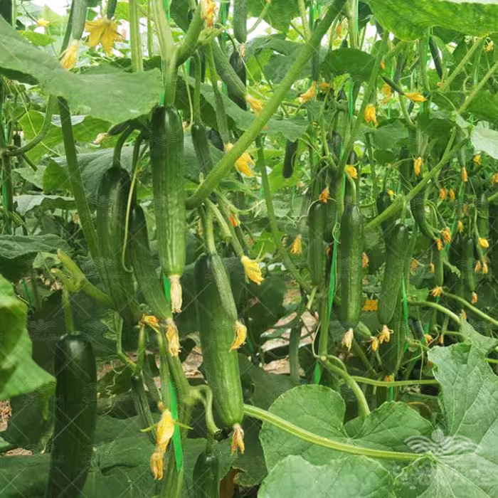 بذر خیار درختی پرگل خانگی