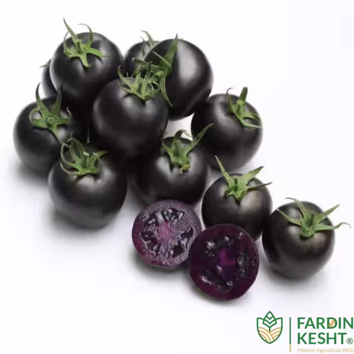 بذر گوجه فرنگی مشکی تو مشکی هیبرید 3840 بسته 5 عددی