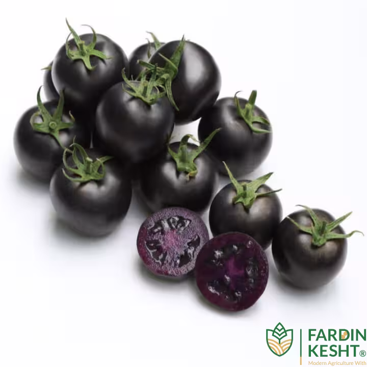 بذر گوجه فرنگی مشکی تو مشکی هیبرید 3840 بسته 5 عددی