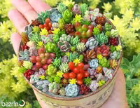 بذر ساکولنت میکس