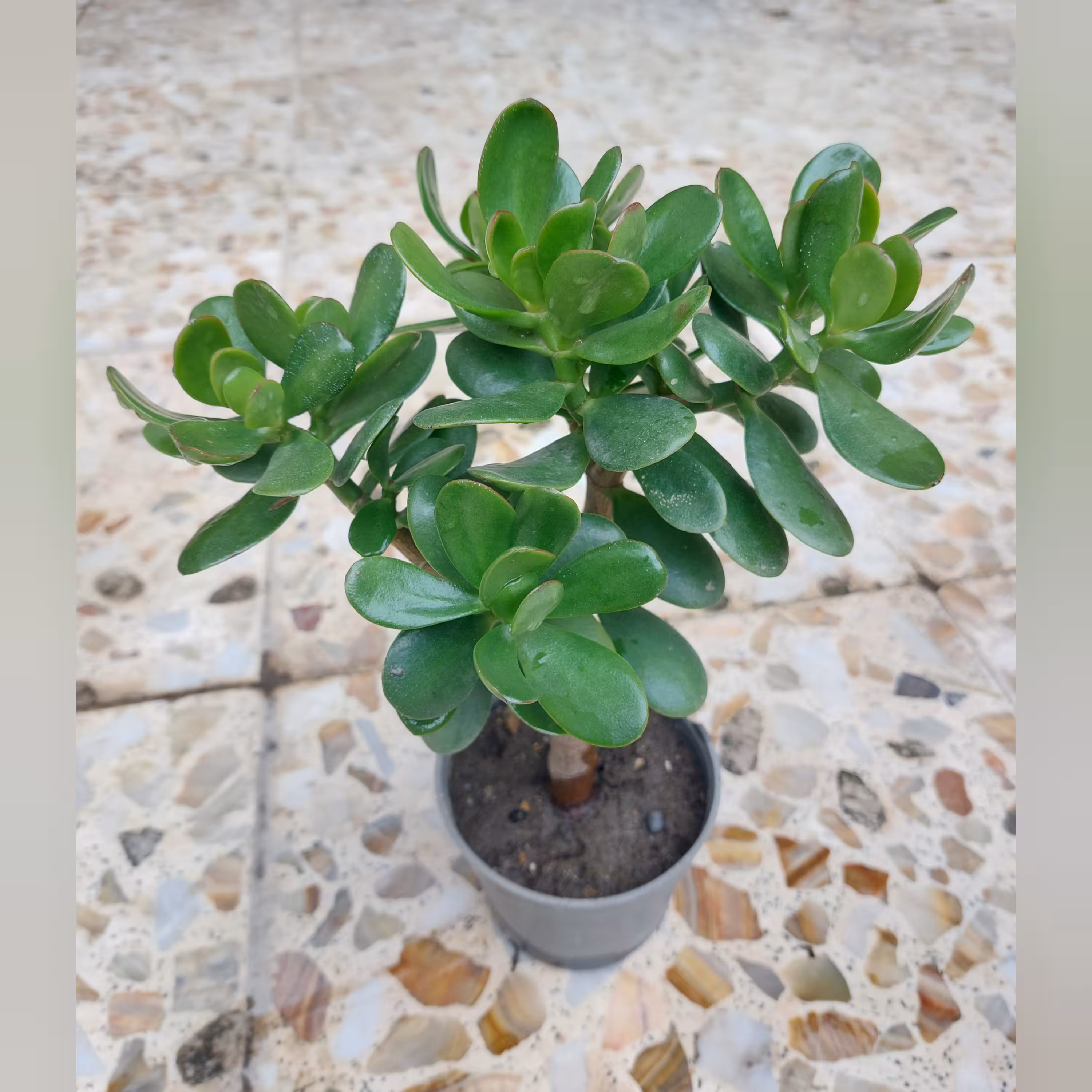 کراسولا درختی یا یشم گلدان 12 ریشه پر (پس کرایه)