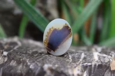 عقیق شجر برزیل