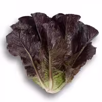 بذر کاهو لیتل جم قرمز (Red Little Gem Lettuce)