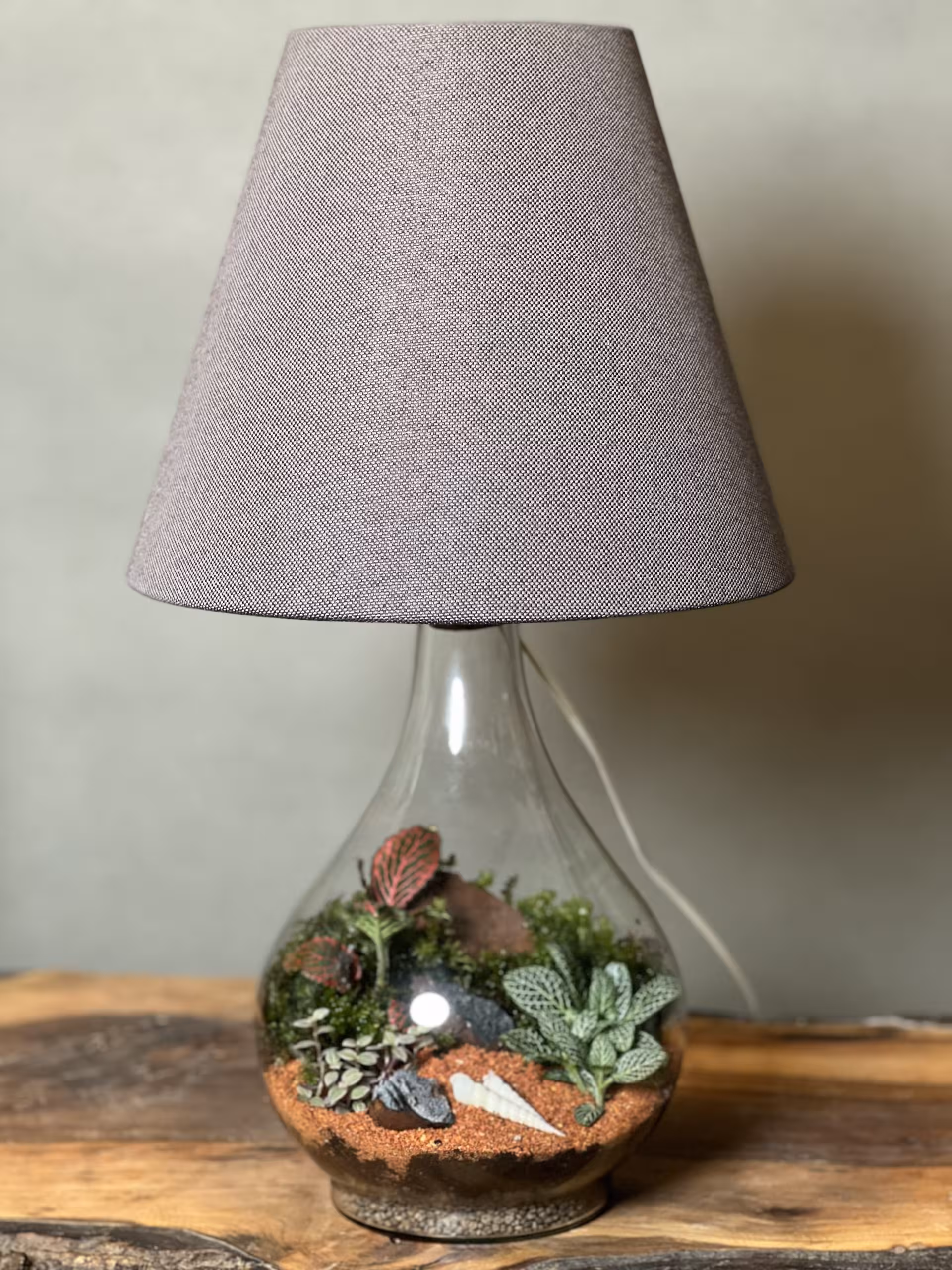 چراغ خواب زنده (تراریوم) | قیمت   خرید آنلاین 🌱 فروشگاه آنلاین پلنت لند تهران