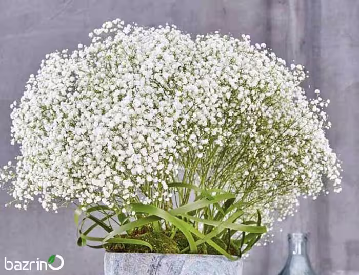 بذر گل عروس سفید (ژیپسوفیلا)