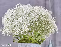 بذر گل عروس سفید (ژیپسوفیلا)