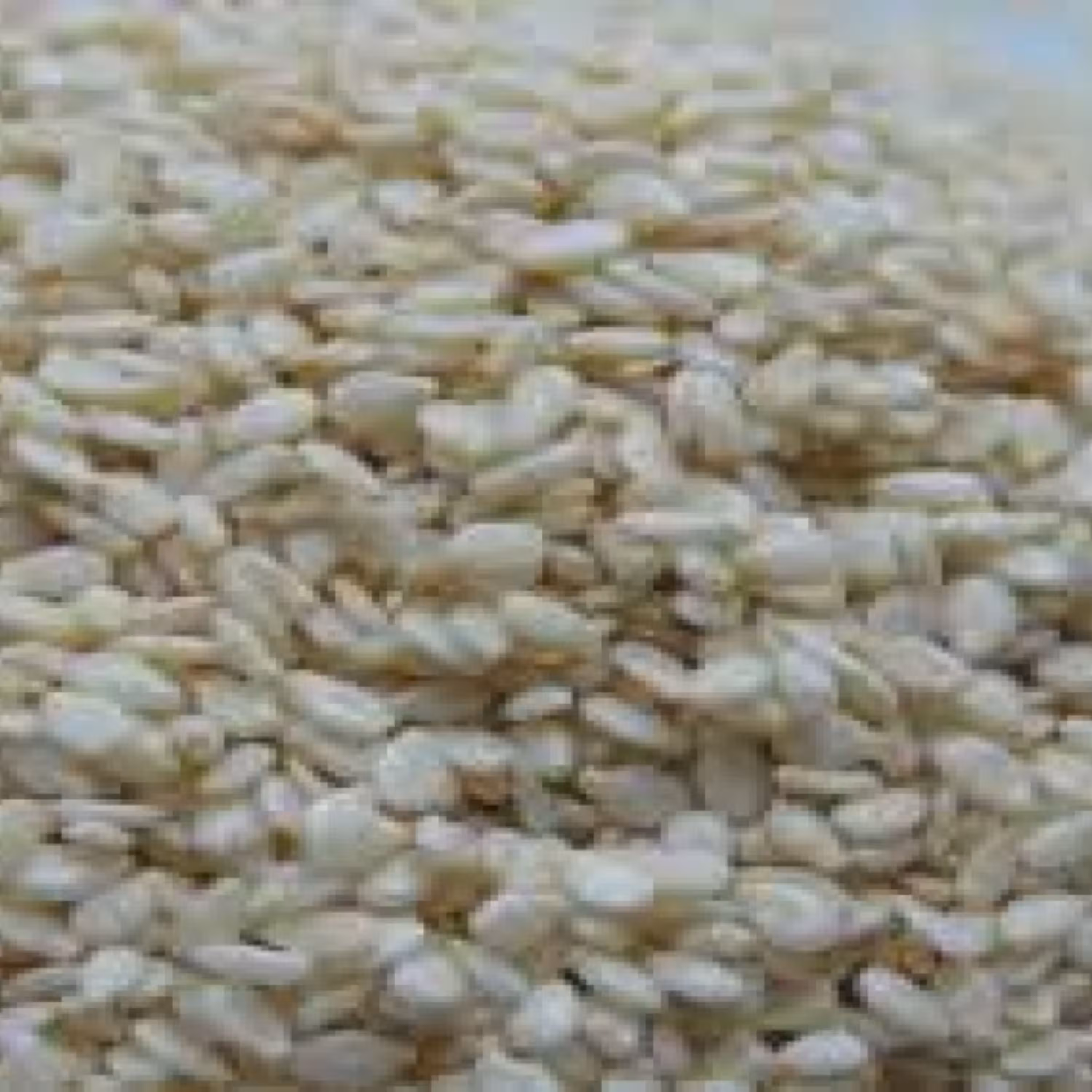 کنجد سفید(100 گرم)