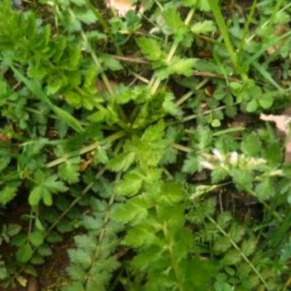سبزی اناریجه خرد شده (10000گرمی)