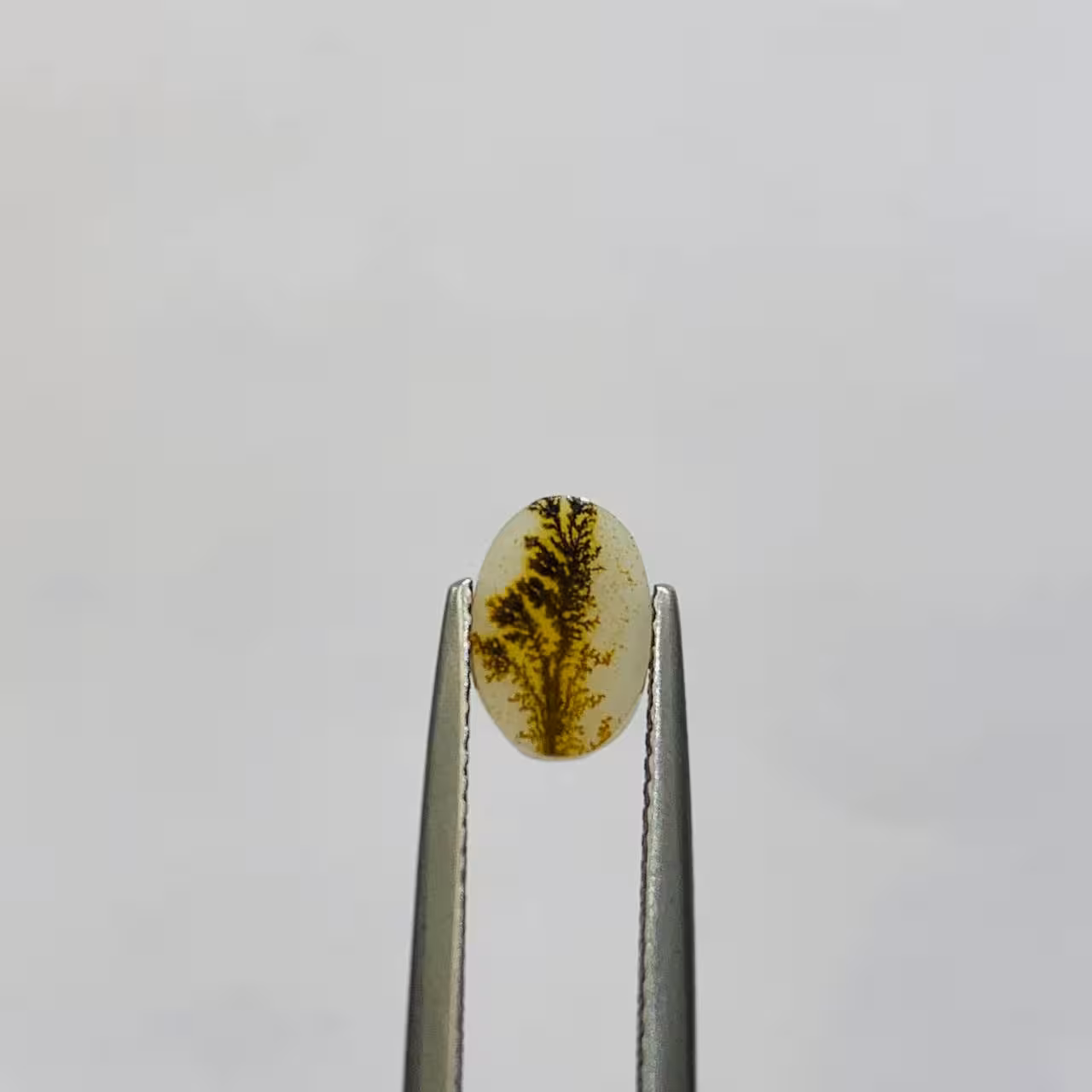 نگین شجر طبیعی هندوستان سایز 9*6 تراش اوال