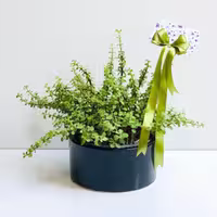 کراسولا خرفه‌ای کد S53
