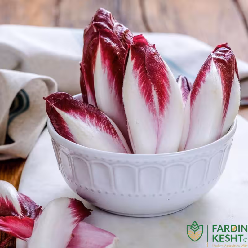بذر کاهو کاسنی بلند قرمز آلبالویی بسته 30 عددی