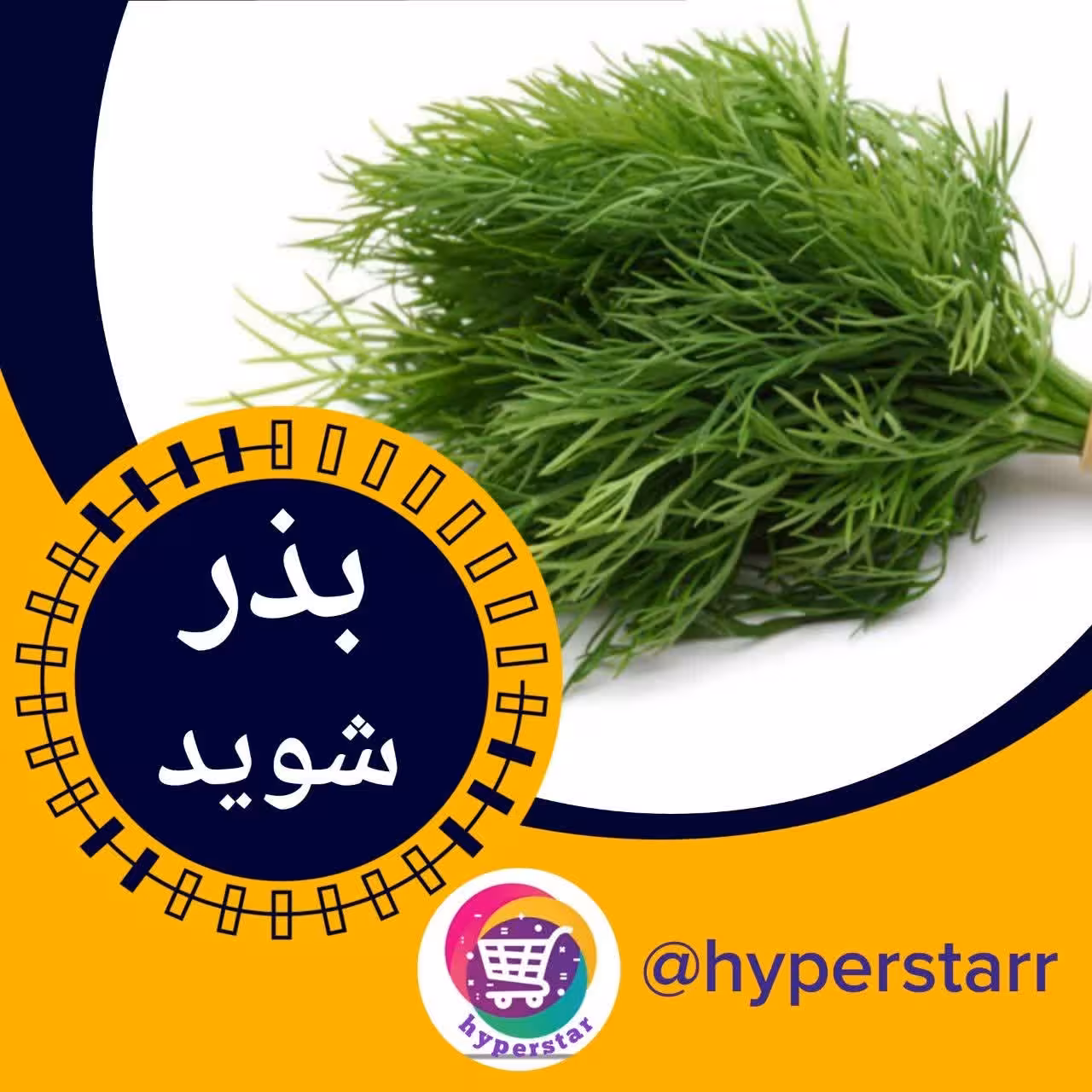 بذر شوید 