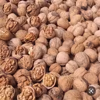 گردو امسالی مراغه کاملا چرب و خوش طعم