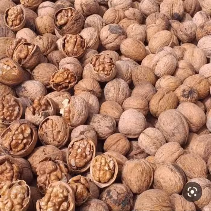 گردو امسالی مراغه کاملا چرب و خوش طعم