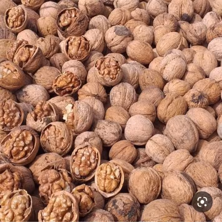 گردو امسالی مراغه کاملا چرب و خوش طعم