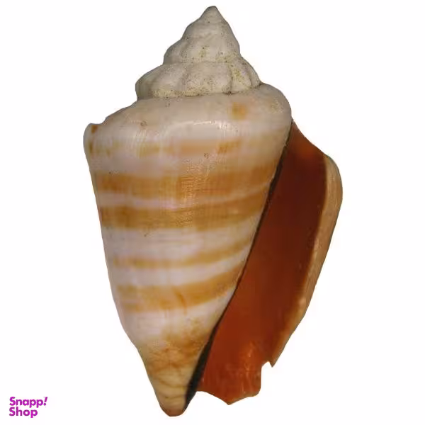 صدف تزیینی مدل 3 southshell مجموعه 12 عددی