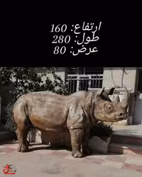 مجسمه کرگدن بزرگ در ابعاد واقعی