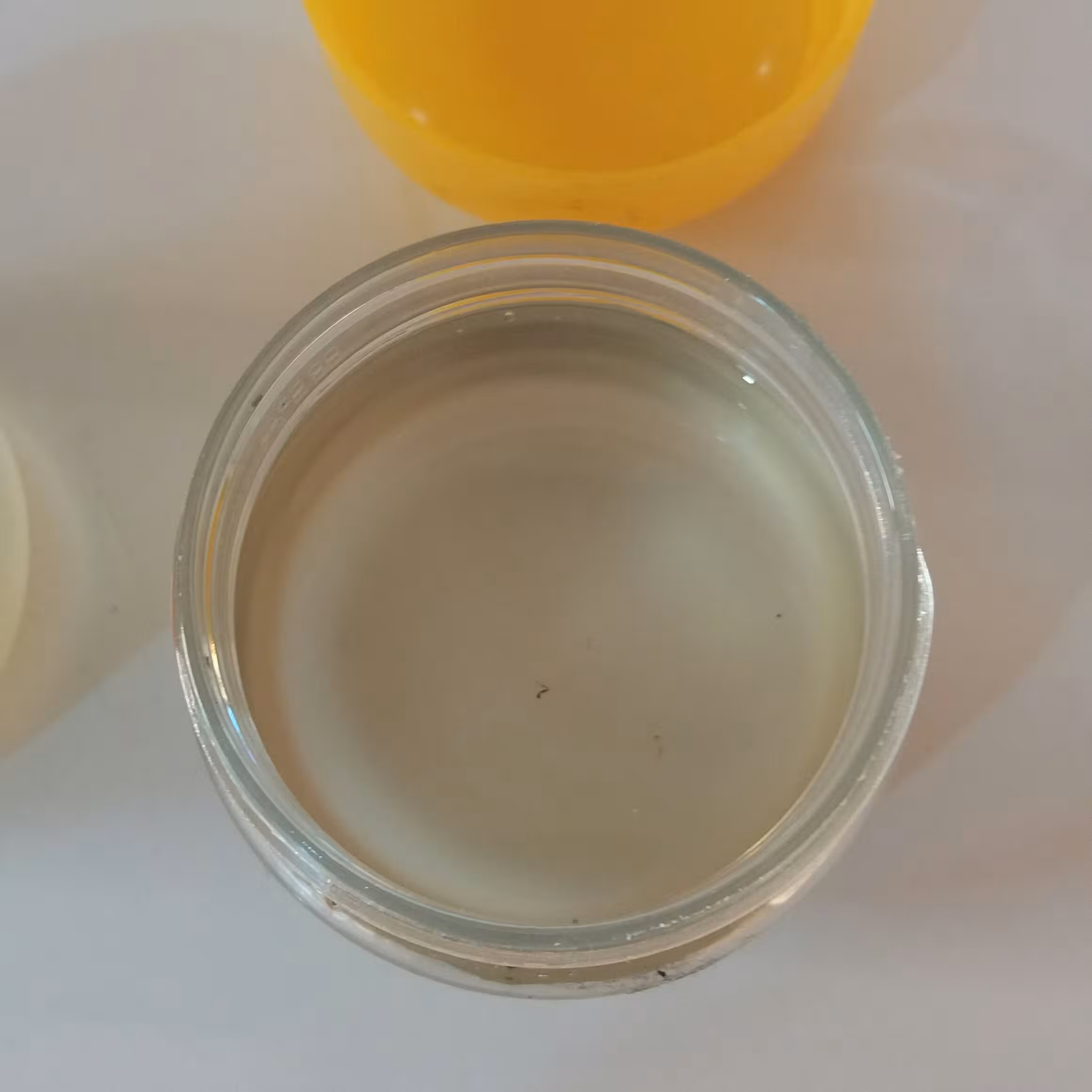 صمغ شیره بنه (شیره درخت بنه)