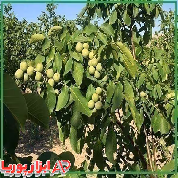 نهال گردو اسرائیلی
