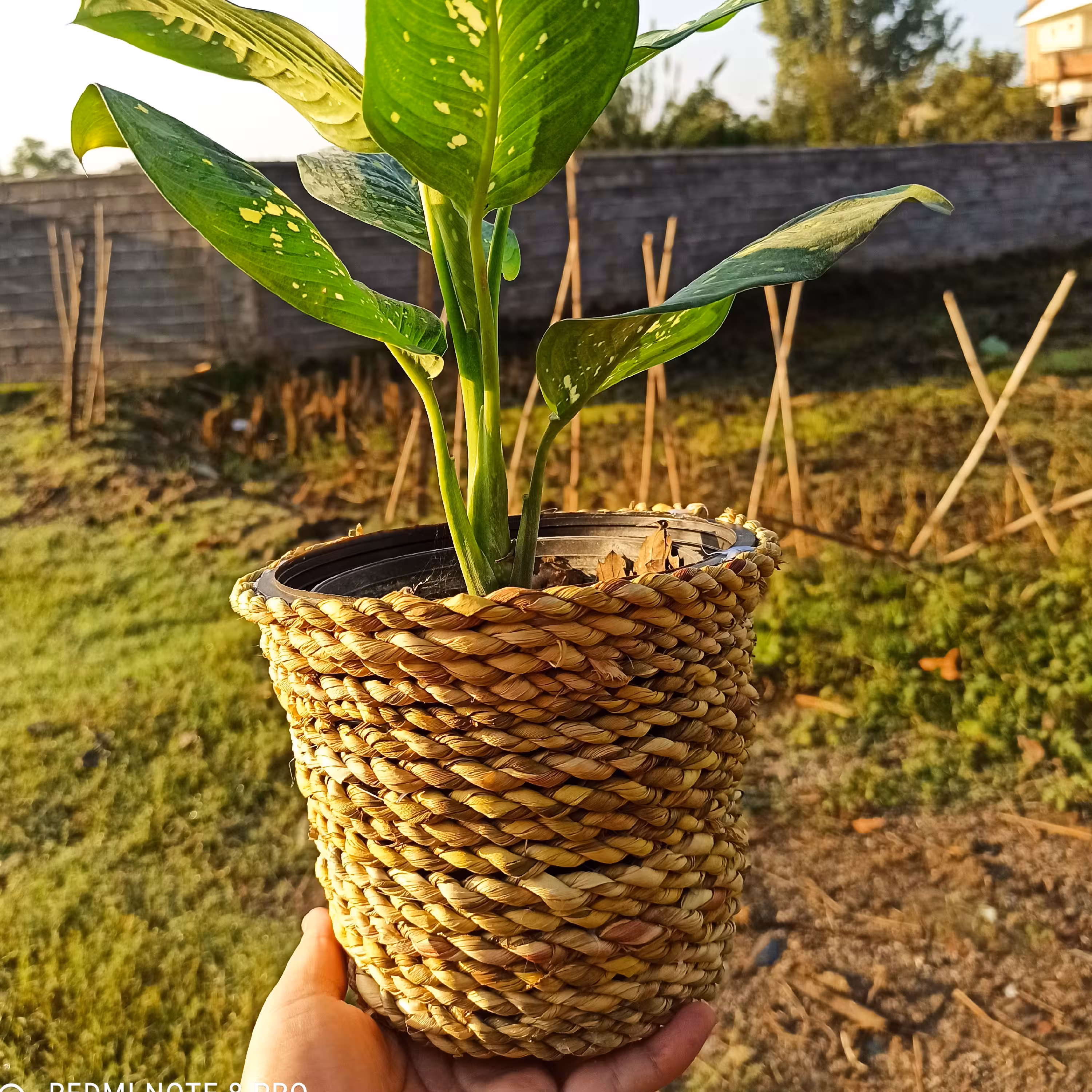 گلدان حصیری سایز سطل سه 