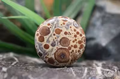 استروئید جاسپر