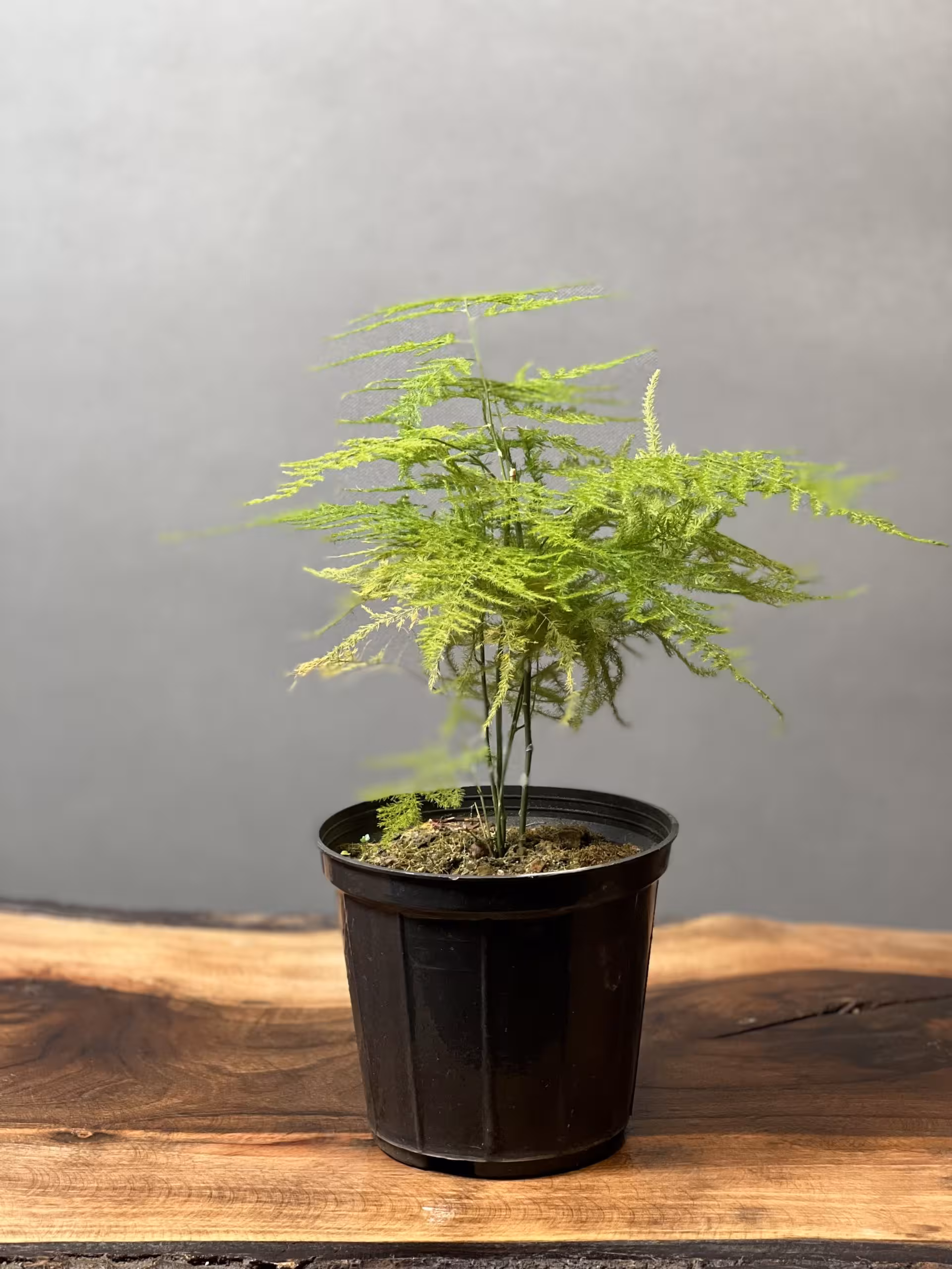 گیاه مارچوبه (اسپاراگوس - گرتی) | خرید آنلاین 🌱 فروشگاه پلنت لند