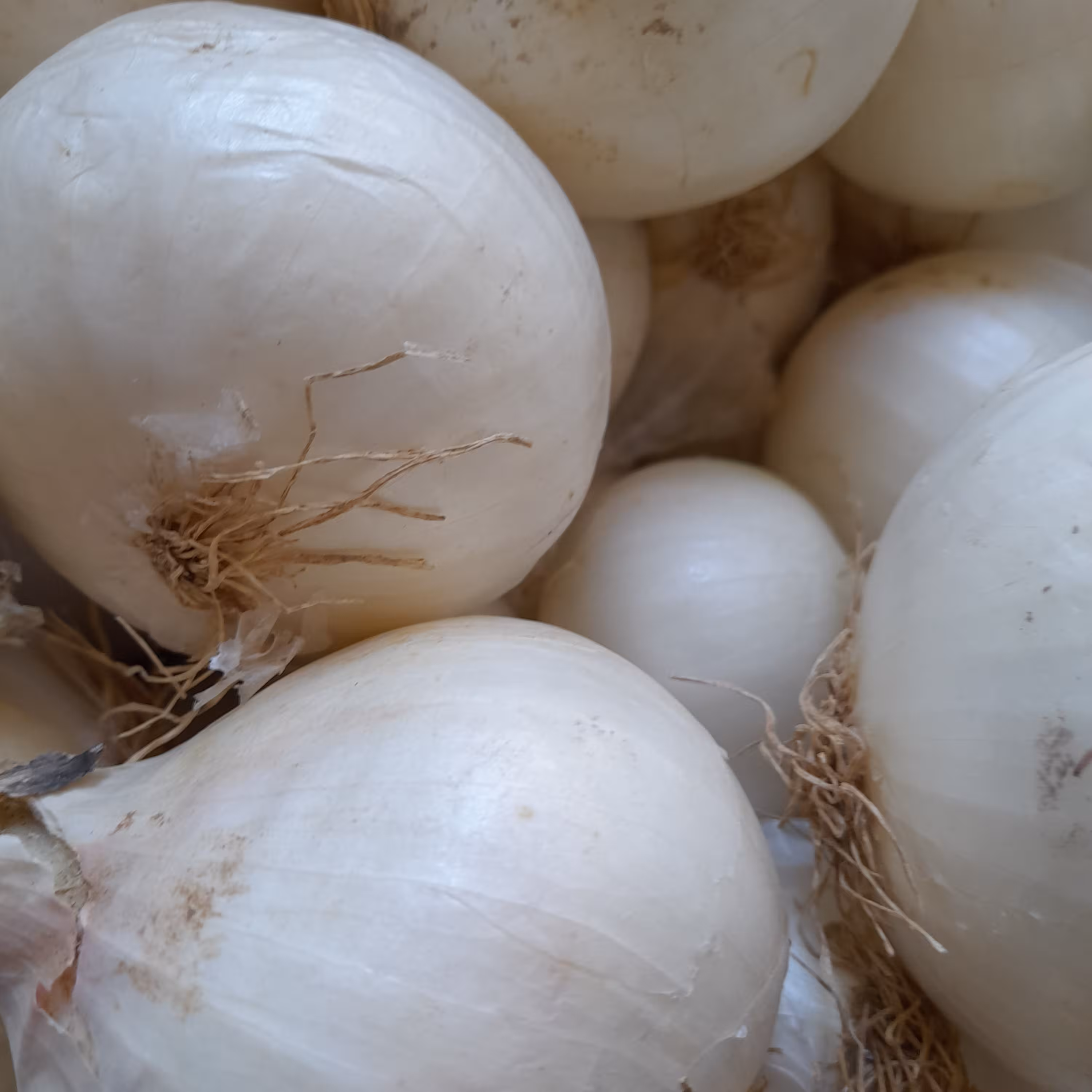 پیاز سفید یک کیلویی