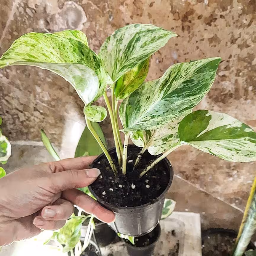 پتوس مرمری ‌کاملا باکیفیت و سالم