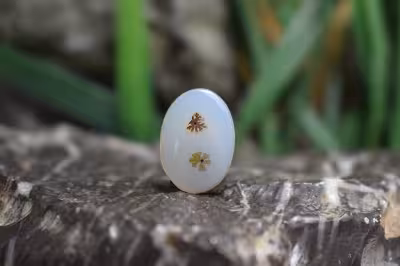 عقیق شجر برزیل