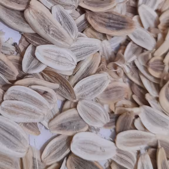 بذر  آنغوزه انغوزه هینگ تاجیکی مناسب برای کاشت و پرورش