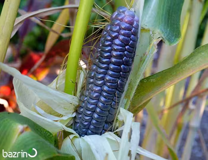 بذر بیبی ذرت، رنگ مشکی