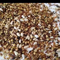 هفت تخم قناری درجه 1