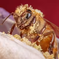 گرده گل عالی و معطر و خوش طعم