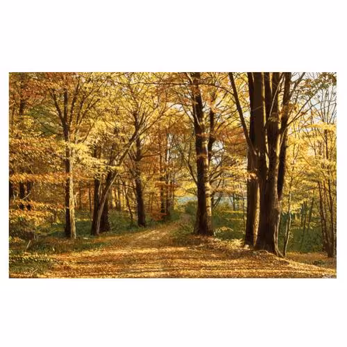 طرح منظره پاییزی کد 23055