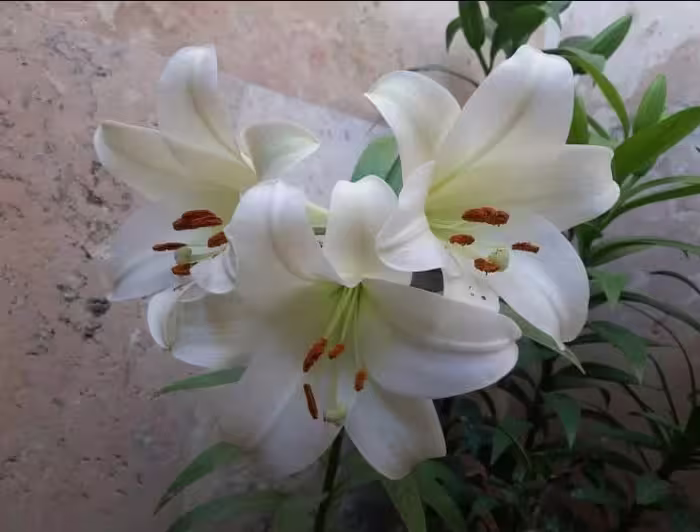 پیاز گل لیلیوم معطر سفید رقم LO White