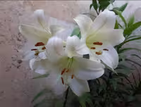 پیاز گل لیلیوم معطر سفید رقم LO White