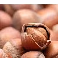 فندق با پوست خام  250گرم (پوست باز و شکافته) محصول ایرانی