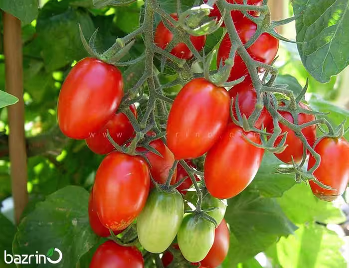 بذر گوجه چری کشیده قرمز